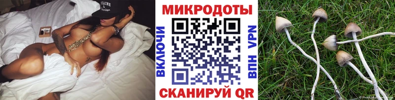Купить где Мышкин Галлюциногенные грибы GOLDEN TEACHER